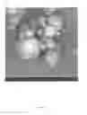 Fig. 08 - Dry powder composition comprising long-chain RNA