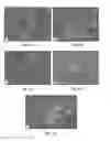 Fig. 13 - MULTIDRUG BRITTLE MATRIX COMPOSITIONS