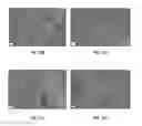 Fig. 14 - MULTIDRUG BRITTLE MATRIX COMPOSITIONS