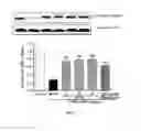 Fig. 07 - Use of andrographolide derivatives in preparation of medicaments for preventing and treating inflammatory bowel diseases