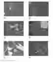 Fig. 01 - Bisamide derivative of dicarboxylic acid as an agent for stimulating tissue regeneration and recovery of diminished tissue function