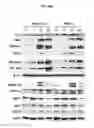 Fig. 12 - PAR1 MODULATION TO ALTER MYELINATION