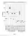 Fig. 07 - Materials and methods for treating bacterial infections using C-1 gentamicin