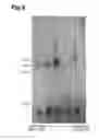 Fig. 09 - Honey fraction