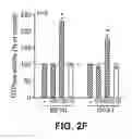 Fig. 07 - Inhibitors of mitochondrial fission and methods of use thereof