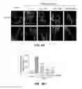 Fig. 13 - Inhibitors of mitochondrial fission and methods of use thereof