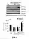 Fig. 19 - Inhibitors of mitochondrial fission and methods of use thereof