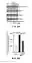 Fig. 20 - Inhibitors of mitochondrial fission and methods of use thereof