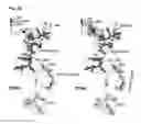Fig. 14 - BTN3A ECTODOMAIN PROTEINS AND METHODS OF USE