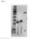 Fig. 28 - BTN3A ECTODOMAIN PROTEINS AND METHODS OF USE
