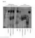 Fig. 34 - BTN3A ECTODOMAIN PROTEINS AND METHODS OF USE