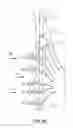 Fig. 13 - SYSTEMS AND METHODS FOR SYMPATHETIC CARDIOPULMONARY NEUROMODULATION