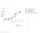 Fig. 09 - ANTI-ROR1 CHIMERIC ANTIGEN RECEPTORS