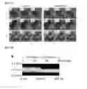Fig. 02 - METHODS FOR DISPLAYING POLYPEPTIDES AND USES THEREOF
