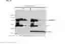 Fig. 10 - METHODS FOR DISPLAYING POLYPEPTIDES AND USES THEREOF