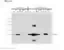 Fig. 17 - METHODS FOR DISPLAYING POLYPEPTIDES AND USES THEREOF