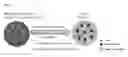 Fig. 02 - Irinotecan-loaded dual-reverse thermosensitive hydrogel composition