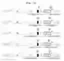 Fig. 10 - Gene therapy vector system and prodrug genes