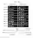 Fig. 19 - Gene therapy vector system and prodrug genes