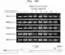 Fig. 81 - Gene therapy vector system and prodrug genes