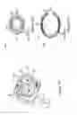 Fig. 02 - Methods and devices for treating erectile dysfunction