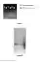 Fig. 12 - BI-STRUCTURED MATRIX FOR SOLID REACTANTS PURIFICATION AND HANDLING AND METHODS FOR OBTAINING SAID MATRIX