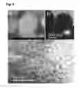 Fig. 05 - Metal Oxide Mesocrystal, and Method for Producing Same