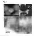 Fig. 06 - Metal Oxide Mesocrystal, and Method for Producing Same