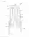 Fig. 06 - Eco-pump type cosmetic container