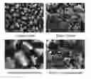 Fig. 01 - Production method of enzalutamide crystal form