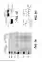 Fig. 02 - Novel Ezrin Inhibitors and Methods of Making and Using