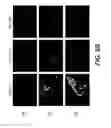 Fig. 12 - Novel Ezrin Inhibitors and Methods of Making and Using