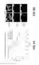 Fig. 13 - Novel Ezrin Inhibitors and Methods of Making and Using