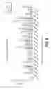 Fig. 17 - Novel Ezrin Inhibitors and Methods of Making and Using