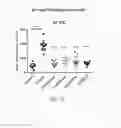 Fig. 25 - NOVEL a4B7 PEPTIDE MONOMER AND DIMER ANTAGONISTS