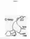 Fig. 04 - MUTANT CSGG PORES