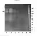 Fig. 25 - MUTANT CSGG PORES