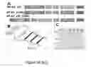 Fig. 07 - Toxoid peptides derived from phenol soluble modulin, delta toxin, superantigens, and fusions thereof