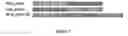 Fig. 09 - Toxoid peptides derived from phenol soluble modulin, delta toxin, superantigens, and fusions thereof