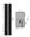 Fig. 04 - HUMAN CELL LINES MUTANT FOR ZIC2