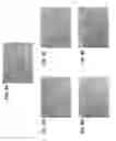 Fig. 06 - HUMAN CELL LINES MUTANT FOR ZIC2