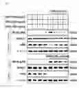 Fig. 09 - Toll-like receptor 4 (TLR4) antagonist