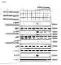 Fig. 10 - Toll-like receptor 4 (TLR4) antagonist