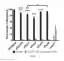 Fig. 09 - Micro-dystrophins and related methods of use
