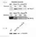 Fig. 24 - Micro-dystrophins and related methods of use