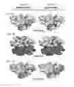 Fig. 12 - Monomeric CXCL121 peptide and methods of treating autoimmune diseases
