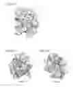 Fig. 20 - Monomeric CXCL121 peptide and methods of treating autoimmune diseases