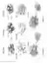 Fig. 32 - Monomeric CXCL121 peptide and methods of treating autoimmune diseases