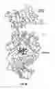 Fig. 09 - MULTIVALENT MEDITOPES, MEDITOPE-BINDING ANTIBODIES AND USES THEREOF