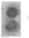 Fig. 06 - Liquefaction of cellulose-containing feedstocks